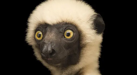 lemur.jpg