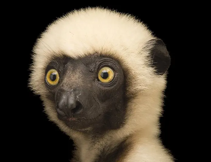 lemur.jpg