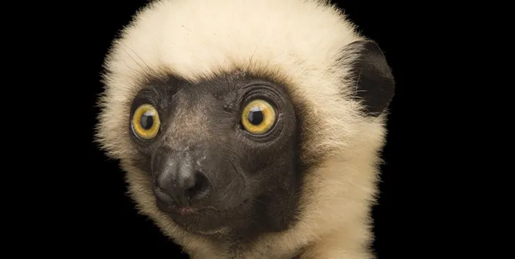 lemur.jpg