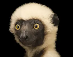 lemur.jpg