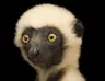 lemur.jpg