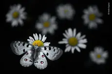 ©-Emelin-Dupieux,-Wildlife-Photographer-of-the-Year.jpg.thumb_.768.768_0.jpg