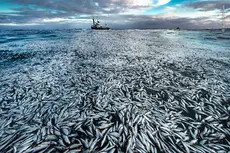 ©Audun-Rikardsen,-Wildlife-Photographer-of-the-Year.jpg.thumb_.768.768.jpg