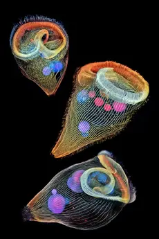 02_nikonsmallworld_2---stentors.jpg