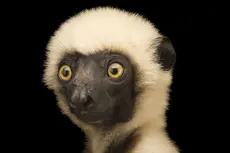 lemur.jpg