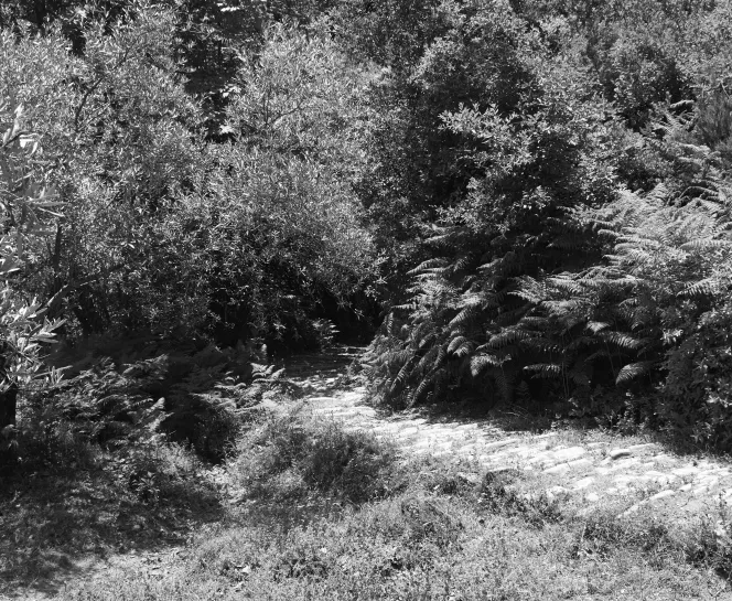 on the olive path.jpg